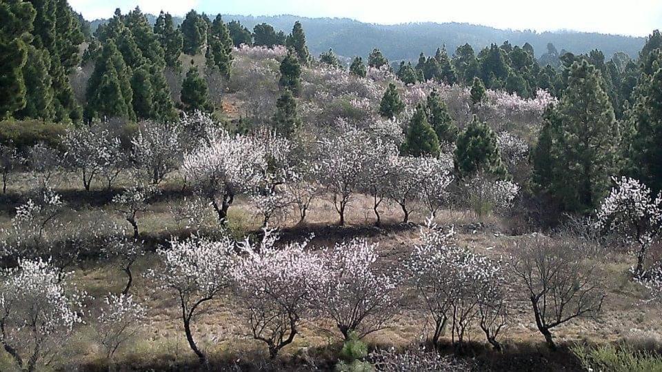 Apartamento El Almendro Πούντα Γκόρντα Εξωτερικό φωτογραφία